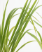 Cortaderia-rosea-02