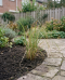 Cortaderia-rosea-03