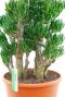 Crassula horntree