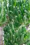 Crassula horntree