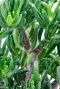Crassula horntree