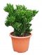 Crassula horntree