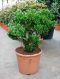 Crassula horntree