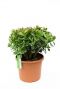Crassula sunset