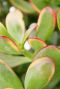 Crassula sunset
