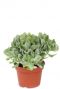 Crassula arborescens vetplant