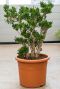 Crassula horntree plant