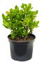 Crassula ovata 2