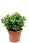 Crassula ovata kamerplant