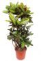 Croton codiaeum petra kamerplant 1