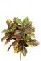 Croton kunstplant kunsttak