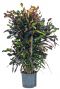Croton mamey kamerplant hydrocultuur