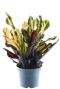Croton mammi p12 plant