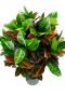 Croton petra gekleurde bladeren
