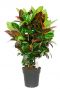 Croton petra kleurijke kamerplant