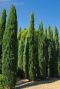 Cupressus sempervirens tuinplant 1