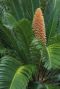 Cycas revoluta tuinplant p14