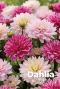 Dahlia pink mix bloembollen