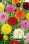 Dahlia pompon mix bloembollen