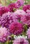 Dahlia purper mix bloembollen