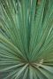 Dasylirion serratifolium tuinplant p26