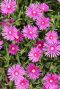 Delosperma coopei table mountain tuinplant