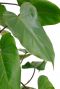 Groen hartvormig blad Philodendron Red Emerald kamerplant 