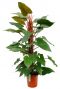 Hippe Philodendron Red Emerald op mosstok kopen bij 123planten