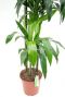 Dracaena Janet Craig