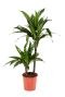 Dracaena Janet Craig