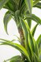 Dracaena Lemon Lime