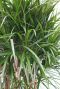 Dracaena Marginata