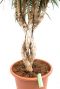 Dracaena Marginata
