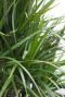 Dracaena Marginata
