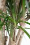 Dracaena Marginata