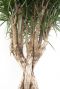 Dracaena Marginata