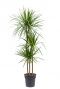 Dracaena-marginata-kamerplant-kopen