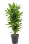 Dracaena-stedneri-cintho