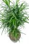 Dracaena Anita