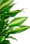 Dracaena cintho blad 1