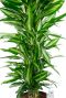 Dracaena cintho groen geel