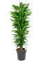 Dracaena cintho grote kamerplant