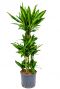Dracaena cintho hydro plant