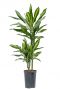 Dracaena cintho kamerplant 1