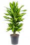 Dracaena cintho kamerplant 3