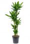 Dracaena cintho kamerplant 4