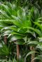 Dracaena compacta blad 7