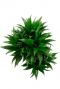 Dracaena compacta drakenbloedboom 1