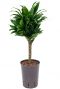 Dracaena compacta op stam