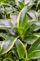 Dracaena dorado blad